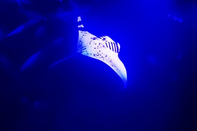 Manta Ray Night Snorkel in Kona - Key highlights at a glance