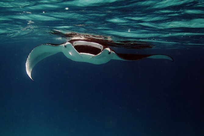 Manta Ray Night Snorkel Kona - Coral Reef Snorkel Adventures - Where You Meet at Honokohau, and What Happens Before You’re In the Water