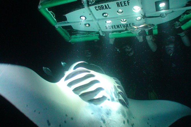 Manta Ray Night Snorkel Kona - Coral Reef Snorkel Adventures - Guide Instruction That Keeps You Safe and Watching the Right Thing