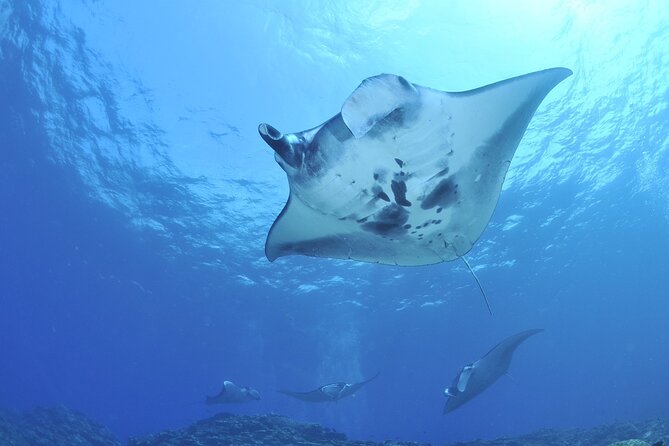 Manta Ray Night Snorkel Kona - Coral Reef Snorkel Adventures - What to Bring (and What Matters More Than You Think)