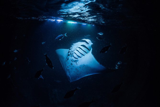 Manta Ray Night Snorkel Kona - Coral Reef Snorkel Adventures - The Lightboard Swim: What You’ll Actually Do in the Water