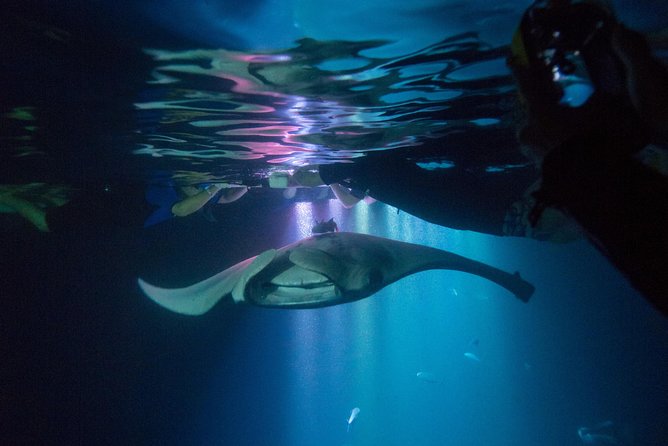 Manta Ray Night Snorkel Tour from Kona - Moonlight Manta Rays in Kailua Kona: the real appeal