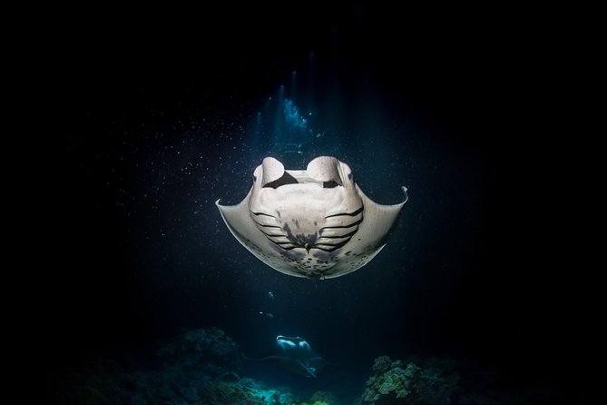 Manta Ray Night Snorkel Tour from Kona - Entering the water near the habitat lights