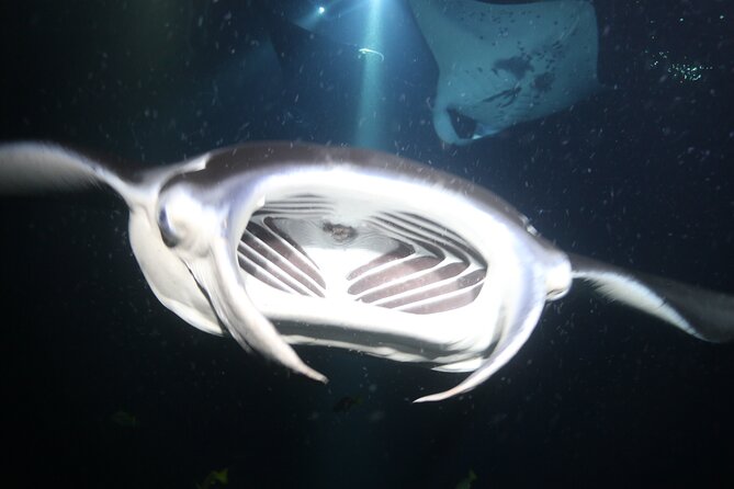 Manta Ray Night Snorkel Tour from Kona - The manta ray show: feeding activity and how close they come