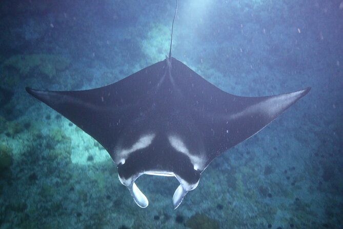 Manta Ray Night Snorkel Tour from Kona - After the snorkel: soup, hot drinks, and warming back up