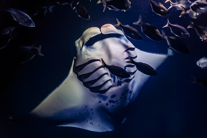 Manta Ray Night Snorkel Tour in Kailua-Kona, Big Island - Key highlights worth knowing