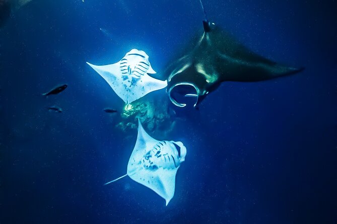 Manta Ray Night Snorkel Tour in Kailua-Kona, Big Island - Value for $125: why the package feels fair