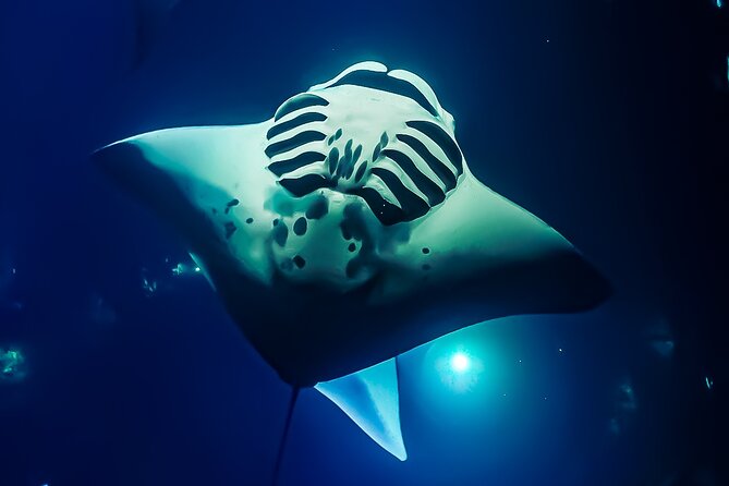 Manta Ray Night Snorkel Tour in Kailua-Kona, Big Island - Honokohau Harbor to the platform: your ride, your timing, your comfort