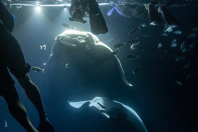 Manta Ray Snorkel Experience - Price and what you’re really getting for $139