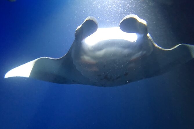 Manta Ray Snorkel Experience - How the manta ray viewing works under the board