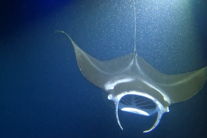 Manta Ray Snorkel Experience - The captain and crew: why the experience feels personal