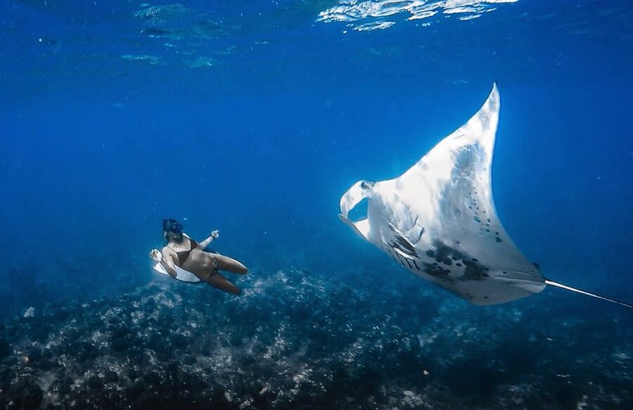 Manta Ray Snorkel in Kailua-Kona with Hot Cocoa - Key things I’d zero in on before booking