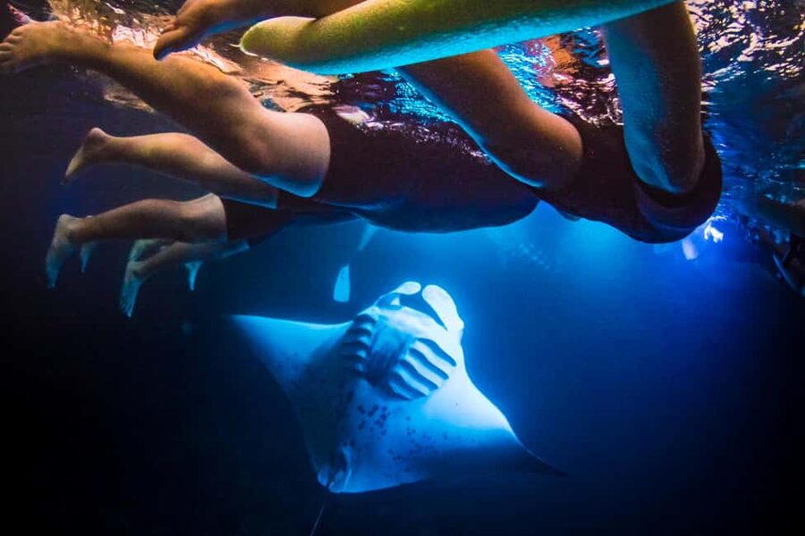 Manta Ray Snorkel in Kailua-Kona with Hot Cocoa - From Honokohau Harbor to Manta Ray Heaven