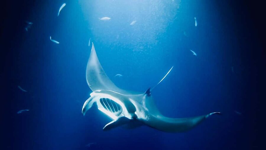 Manta Ray Snorkel in Kailua-Kona with Hot Cocoa - Food, alcohol, and what to bring in your daypack