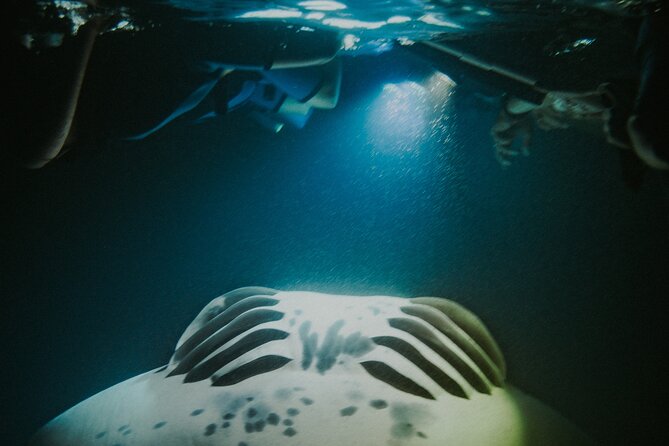 Manta Ray Snorkeling by Night in Kailua-Kona, Hawaii - The social vibe: small group size means real attention