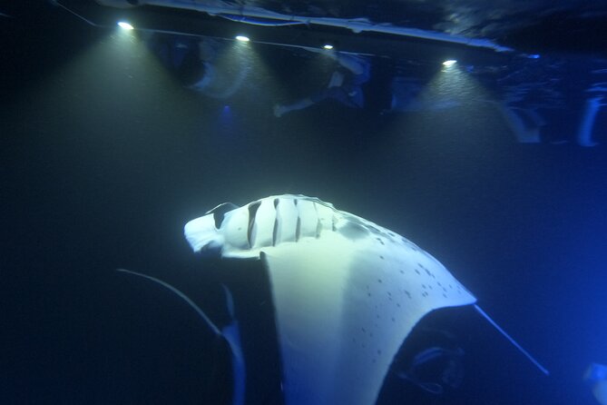 Manta Ray Snorkeling by Night in Kailua-Kona, Hawaii - Price and value: is $127.10 worth it?