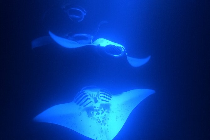 Manta Ray Snorkeling by Night in Kailua-Kona, Hawaii - Who this tour is best for (and who should skip)