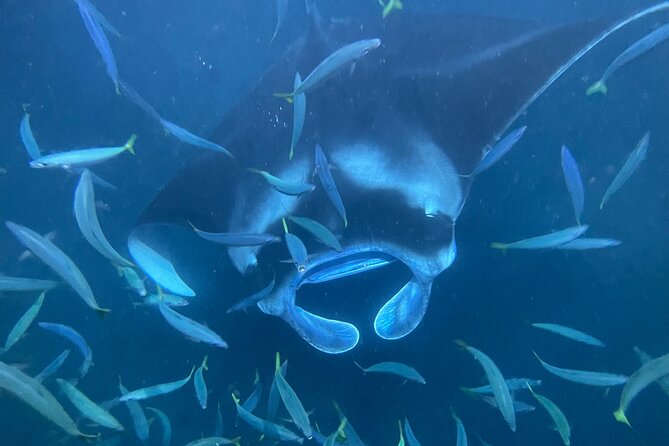 Manta Ray Snorkeling by Night in Kailua-Kona, Hawaii - Entering the water: ladder steps, wetsuit tops, and safety habits