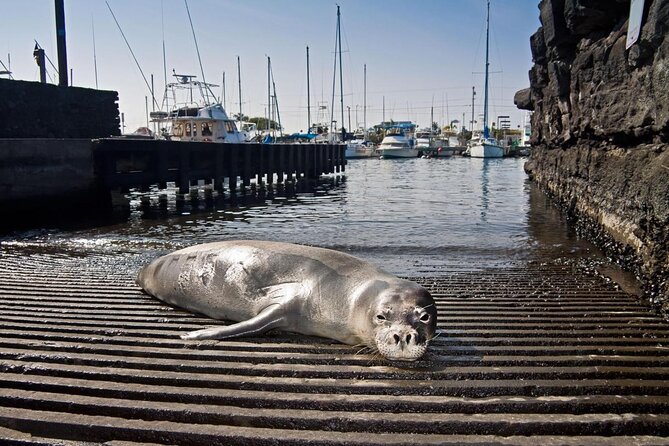 Marine Wildlife Excursion - Key points worth knowing before you go