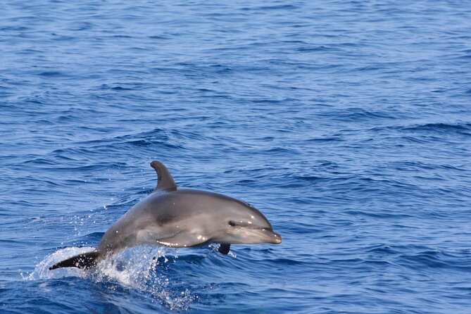 Marine Wildlife Excursion - Entering the wildlife rhythm: why the zodiac works