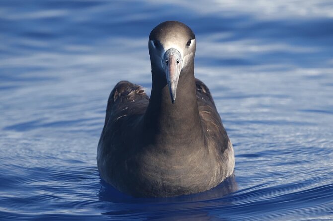 Marine Wildlife Excursion - What you can realistically see: whales, dolphins, and extra surprises