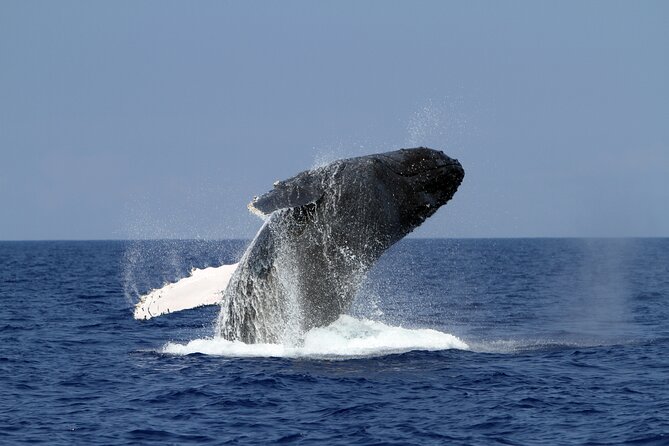 Marine Wildlife Excursion - Captains and crew: the real difference-maker