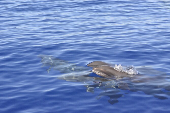 Marine Wildlife Excursion - Snack, water, and what to bring (so you’re comfortable)