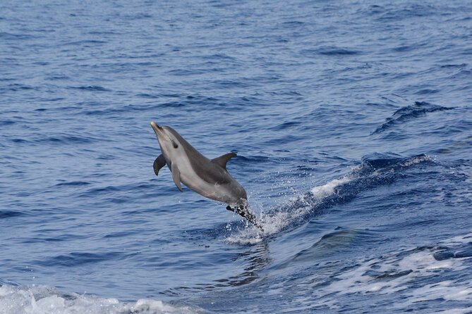 Marine Wildlife Excursion - Price and value: what $153.49 buys you