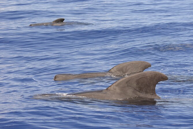 Marine Wildlife Excursion - Where you meet and check in at Honokohau Marina