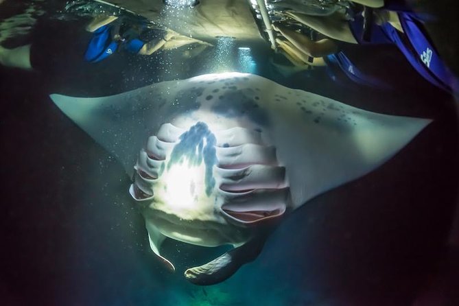Night Manta Ray Experience - What the Night Manta Ray experience is really like in Kona