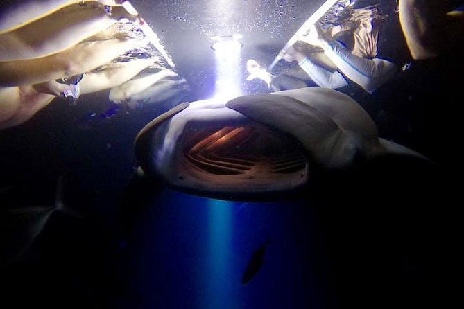 Night Manta Ray Experience - Sea Quest Hawaii check-in and the short ride to the manta spot