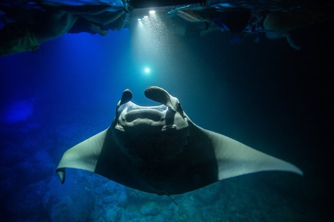 Night Manta Ray Experience - Weather, motion sickness, and the manta guarantee you can actually use