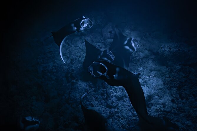 Night Manta Ray Snorkel - Quick hits: What makes this Night Manta Ray Snorkel tick