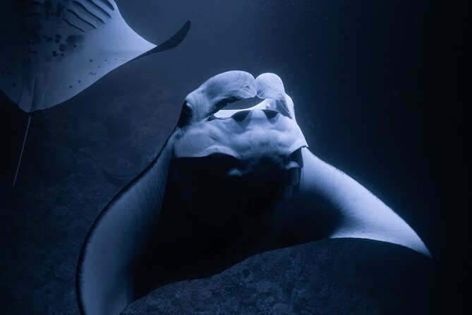 Night Manta Ray Snorkel - Sunset Cruise to Manta Spot: How the timing works