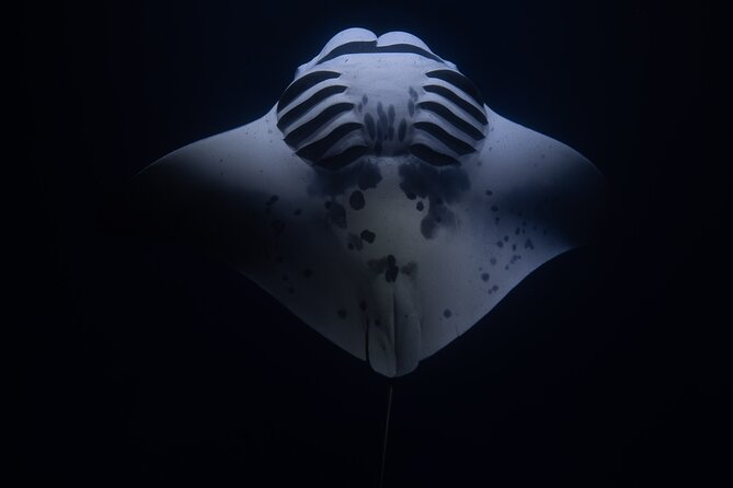 Night Manta Ray Snorkel - Your guides matter: Monet and Brandon’s small-group style