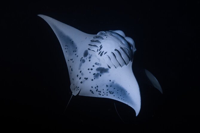 Night Manta Ray Snorkel - Gear, comfort, and what you must bring