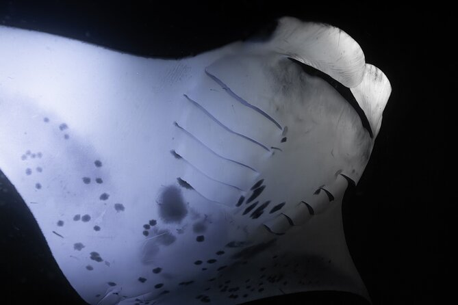 Night Manta Ray Snorkel - Weather matters (and what to do if it changes)