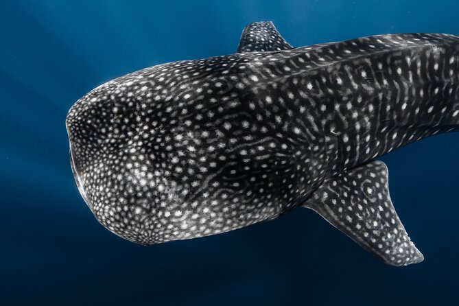 Offshore Wildlife Safari and Reef Snorkel - Price and value: is $190 worth a 4-hour wildlife search?