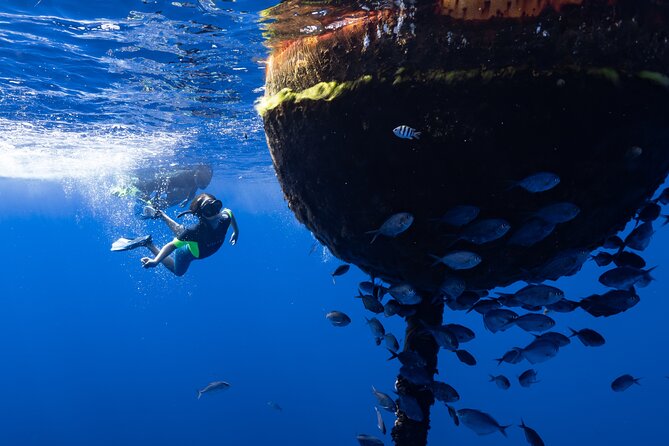 Offshore Wildlife Safari and Reef Snorkel - The 4-hour offshore safari: how the crew finds what’s out there