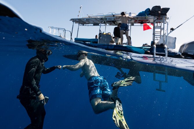 Offshore Wildlife Safari and Reef Snorkel - What to bring: don’t let basics ruin a great ocean day