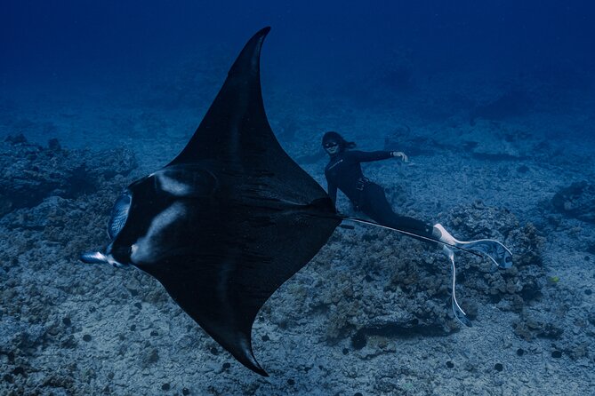 Offshore Wildlife Safari and Reef Snorkel - Who this Kona safari suits best (and who should rethink it)