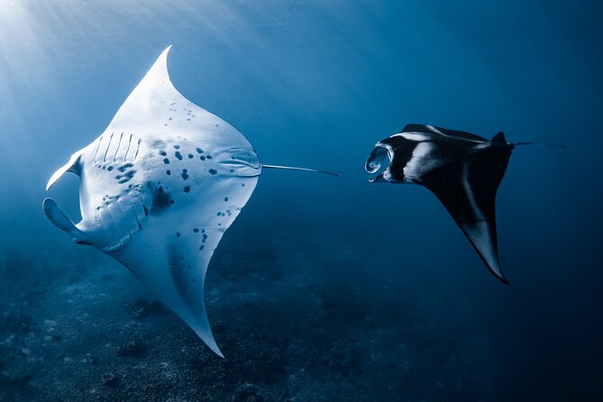 Offshore Wildlife Safari and Reef Snorkel - Reef snorkeling expectations: required for offshore, optional to stay onboard
