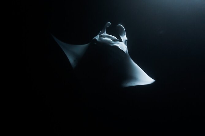 One Tank Manta Night Dive and Snorkel - Quick takeaways for Kona’s manta night outing