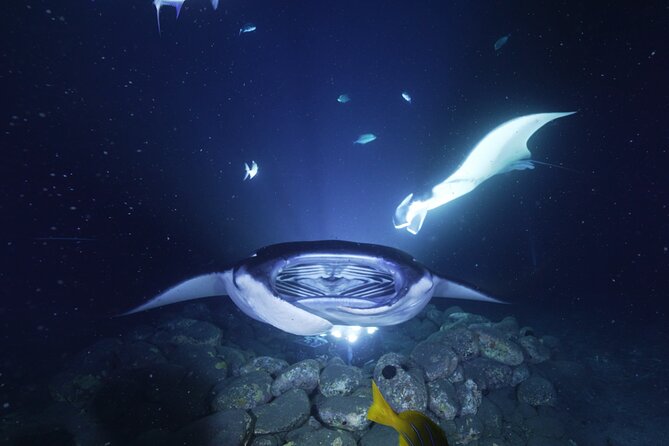 One Tank Manta Night Dive and Snorkel - Kona manta rays at night: why this outing is worth your time