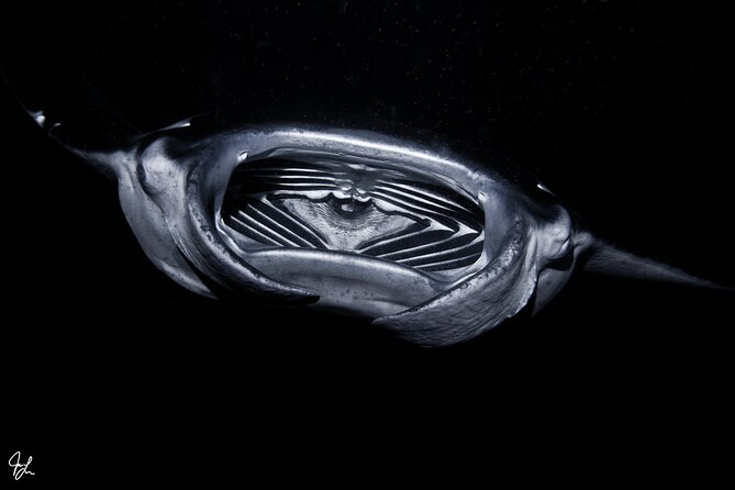 One Tank Manta Night Dive and Snorkel - The scuba refresher rule: how it affects your decision