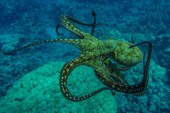 Private Big Island Snorkeling - Underwater photography, snacks, and bottled water: the small perks with real value