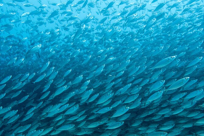 Private Big Island Snorkeling - Private tour value: why this beats the big-boat rhythm