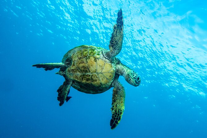 Private Big Island Snorkeling - Who this tour suits best on Big Island