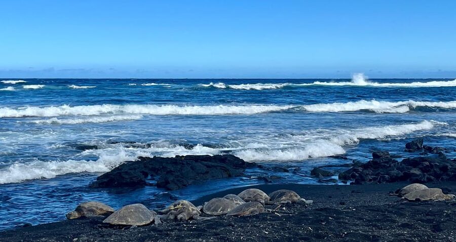 Private Big Island Tour:Coffee, Beaches,Volcanos & Waterfall - Punalu’u black sand beach for sea turtles and a real swim window
