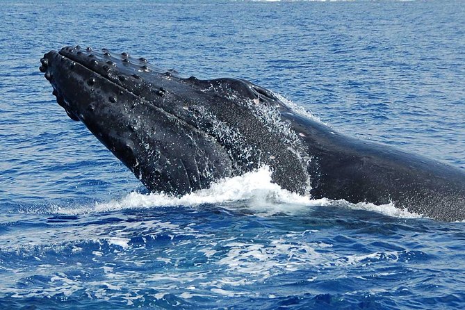 Private Charter: Customizable Big Island Boat Adventure - The Guides Make the Difference (And the Crew Gets People)